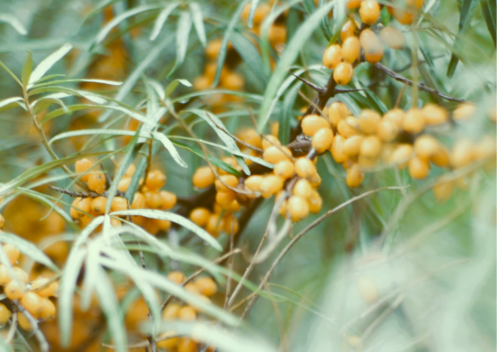 How can seabuckthorn boost skin elasticity and help with ageing skin?