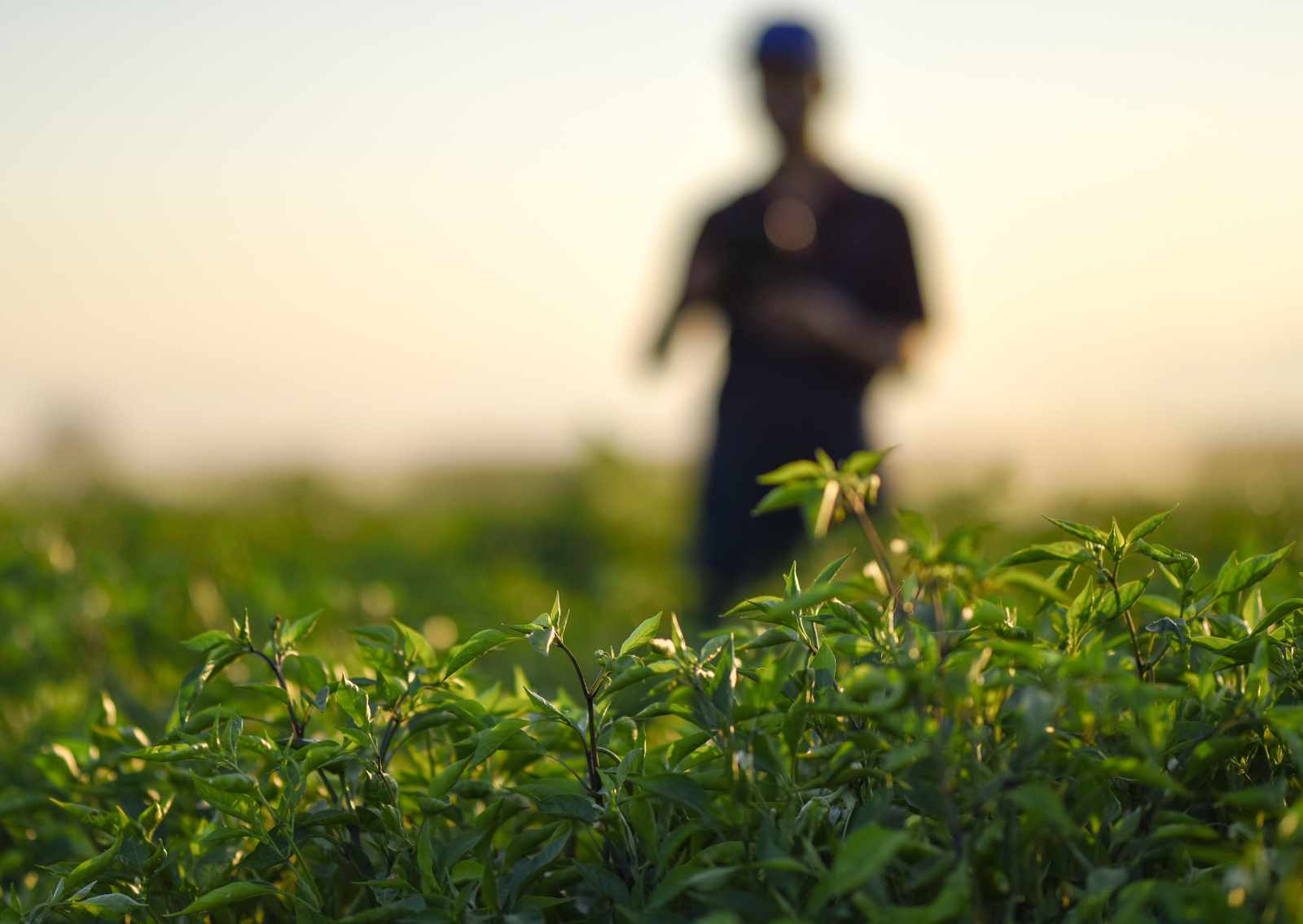 The Difference Between Wild-Harvested and Organic Ingredients