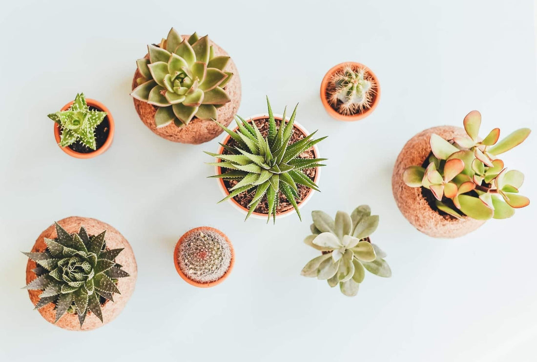 Why do I have dry eyes?