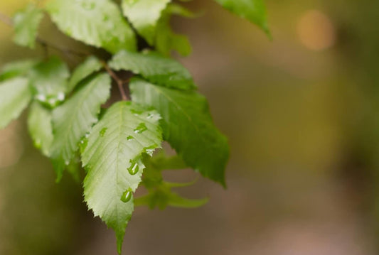 what-are-my-tears-made-of