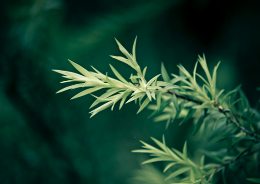 tea-tree-oil-for-eyes-helpful-or-harmful