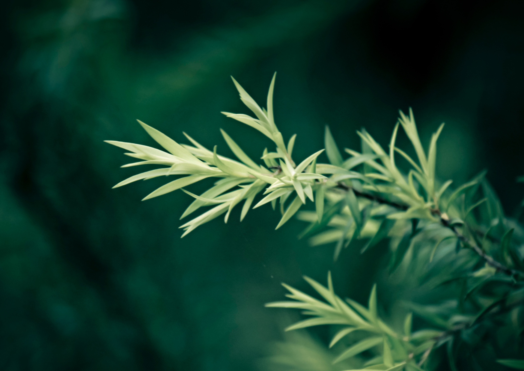 Tea Tree Oil for Eyes: Helpful or Harmful?