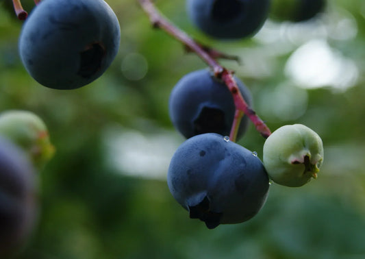 hero-ingredient-spotlight-cureberry