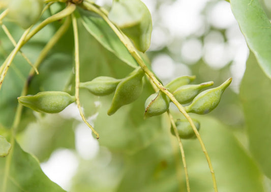 hero-ingredient-spotlight-kakadu-plum-vitamin-c-powerhouse