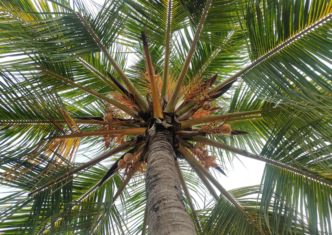 Hero Ingredient Spotlight: Raw Virgin Coconut Oil