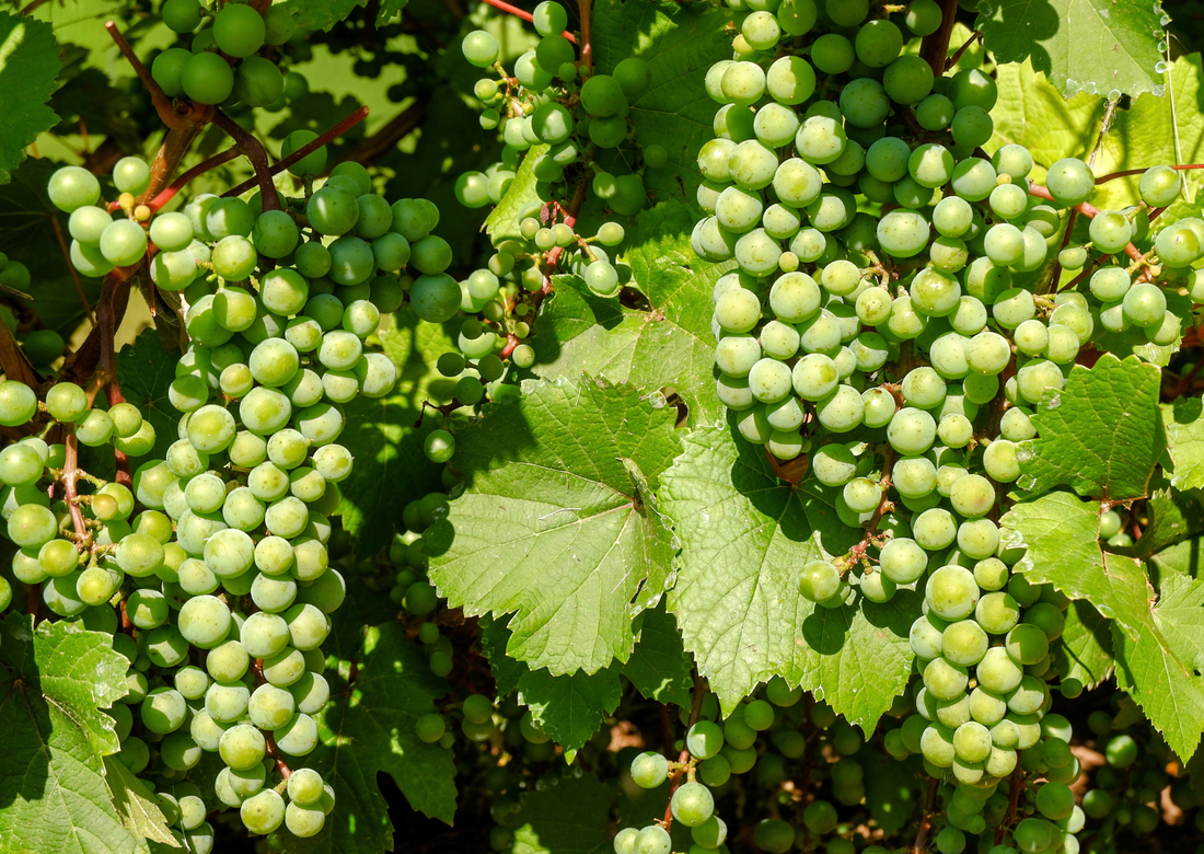 Ingredient Spotlight: Organic Grape Seed Oil