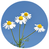 Organic Chamomile Extract Icon